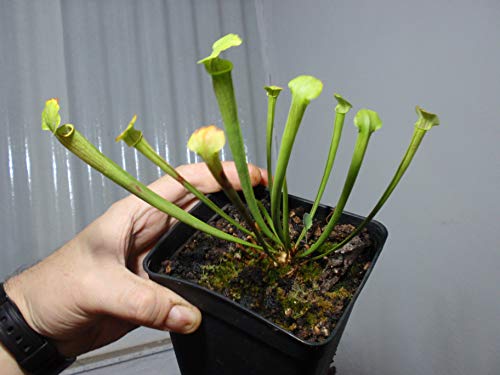 Sarracenia Tigo hibrido planta carnivora