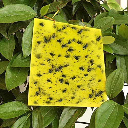 Vascinate 20PCS Yellow Sticky Fly Traps 20x15cm Trampas Doble Cara, Pegatinas de Papel para Moscas, atrapasucidas, Tabla Adhesiva para Plantas voladoras, Insectos, Hojas y Lazos (incluidos), Amarillo