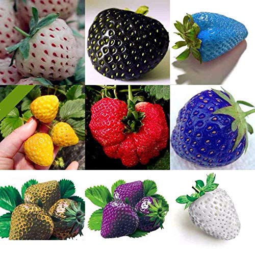 100 PC/bolso Semillas de color R paja arco fresas fruta multicolor Semillas Semilla Jardín Macetas y ERS