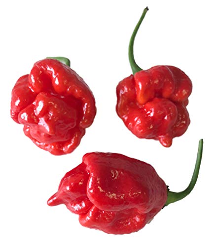 1000 Semillas Trinidad Scorpion Butch T -Chile- by Samenchilishop