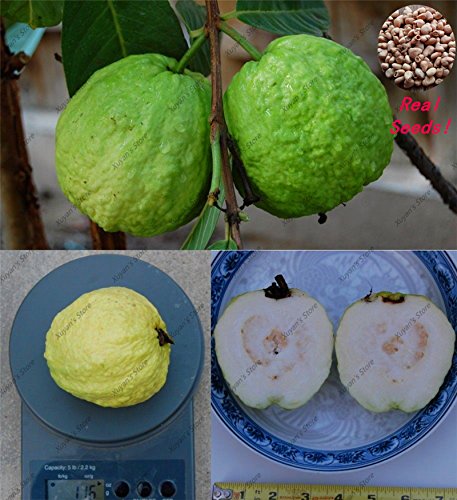 30pcs Large White Guayaba Sweet Seeds Semillas de frutas fragancia, semillas de frutas comestibles Bonsái