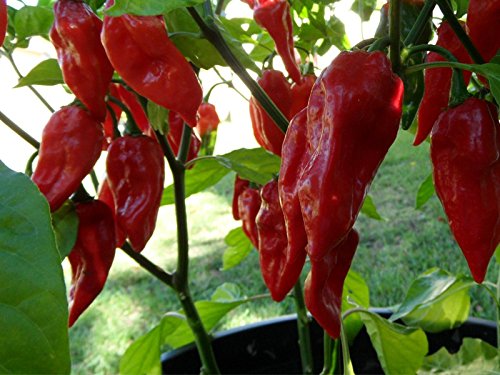 Asklepios-seeds® - 100 Semillas de Bhut (Naga) Jolokia Naga Jolokia, Bih Jolokia, Ghost Chili, Ghost Pepper, Naga Morich