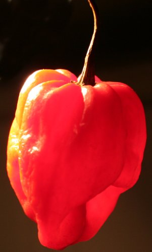 Asklepios-seeds® - 15 Semillas de chili red scotch bonnet chile, ají, scotch bonnet, Scotty bons,? pimientos Bonney, pimientos rojos Caribe, bola de fuego, githey mirus, ají chombo, pimientos cachucha