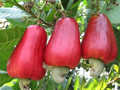 Asklepios-seeds® - 5 Semillas de Anacardium occidentale cajú, anacardo, nuez de la India, castaña de cajú, marañón, caguil, merey