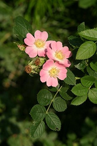 Asklepios-seeds® - 50 Semillas Rosa rubiginosa Rosa eglanteria, Rosa mosqueta, mosqueta