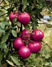 EVA'S PURPLE BALL TOMATO! 20 Seeds! Heirloom! COMB. S/H SEE OUR STORE!