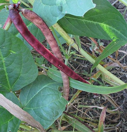 Las semillas de guisante rojo Ripper Sur - caupí Jardín de Semillas (8 oz) hasta 0,25 onzas