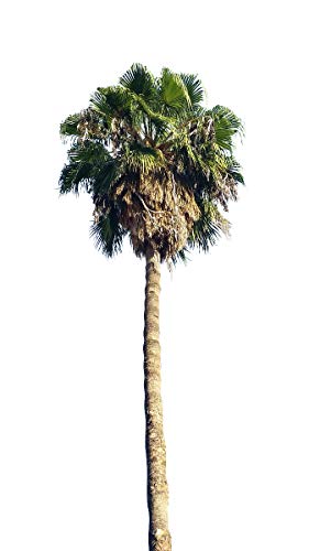 MEXICAN FAN PALM Washingtonia robusta GRANEL 100 semillas