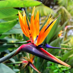 Pérdida de la promoción! Semillas Strelitzia Jardín Perennes pájaro de la flor de Paradise Seeds Strelitzia 100 semillas / lot, # IDQ3EZ