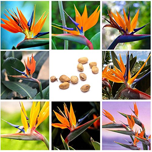 Pinkdose Potato001 10Pcs Rare Strelitzia Reginae Flower Seeds Bird of Paradise Tropical Plant Decor