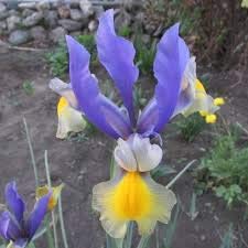 SAGEAWAY Dutch Iris señorita Flor Violeta Semillas