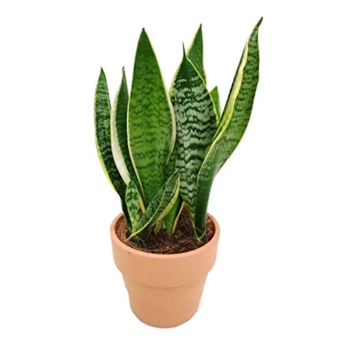 Sansevieria Trifasciata Laurentii Planta Natural de 35cm en Maceta de Cerámica Dracaena Trifasciata