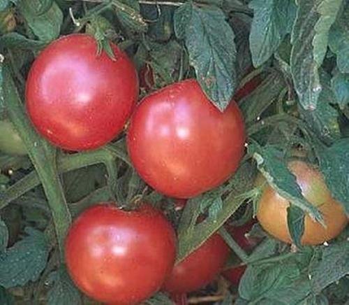 Semilla Eva púrpura de la bola de tomate