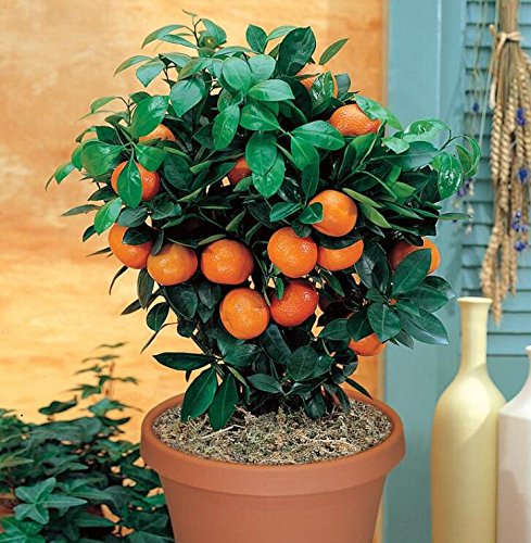 Semilla Golden Delicious Seeds Naranja Mini fruta de árbol en maceta Interesante Bonsai Plant 50 partículas / lot 4