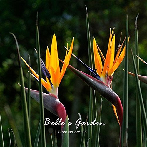 SwansGreen 5pcs Genuine Strelitzia Reginae Seeds Bird Paradise Seeds Rare Flower Seeds Bonsai Plants Patio Garden Potted Flower