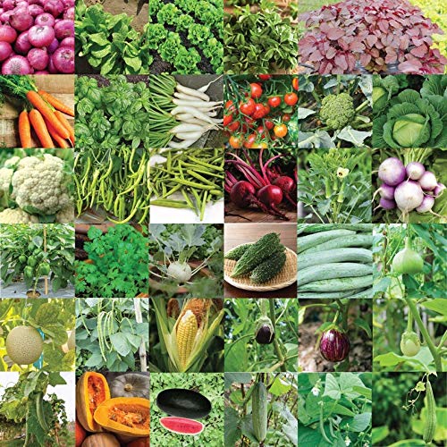 UEYR Pyramid Seeds India Vegetable Seeds Bank for Home Garden 35 variedades - 1675 Semillas