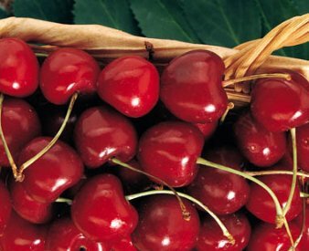 Vista Kristin Cherry Tree Seeds - 20 graines de cerise - Qualityseeds4less Exclusive