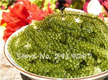 Vistaric Semillas de Frutas 50 Piezas Seagrapes Seeds Advanced Fruit Seed Natural Growth in Water UVA Sweet kyoho Garden So Rare 20