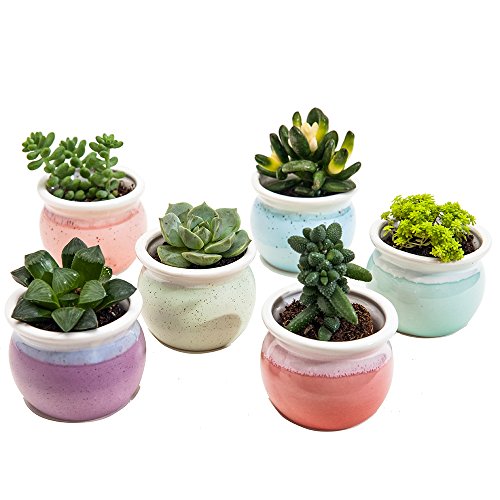 SUN-E 7.6 cm contenedor de Estilo Simple Bonsai Maceta de cerámica Flujo de Esmalte Base Establecido Seis Colores macetas de Maceta de Cactus suculentas macetas con Agujeros (Juego de 6)