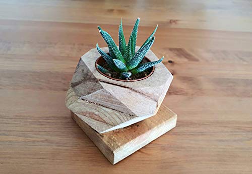 InGrowth Maceta de Madera Mini suculenta | Maceta Artesanal de Madera para suculentas | Decoración del hogar Original | Kit de plantación de Mini Cactus o suculentas |Maceta para Plantas Naturales