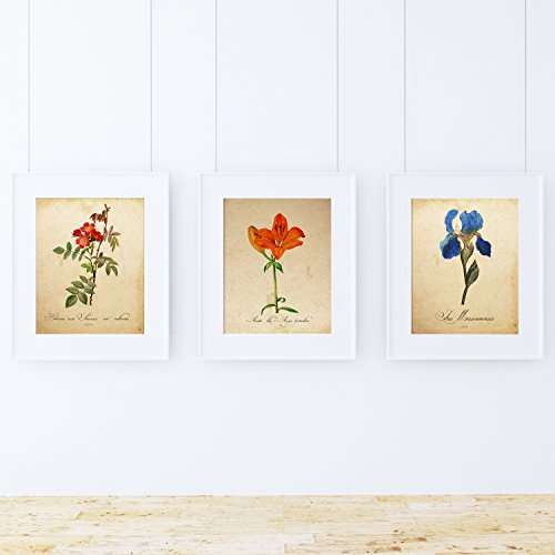 Pack de láminas MI JARDÍN Azul. Tres láminas tamaño A4. Posters con imágenes de botánica. Decoración de hogar. Láminas para enmarcar. Papel 250 Gramos