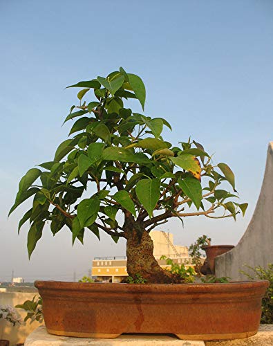 Portal Cool 20 Bodhi Tree (Ficus religiosa) Semillas Bonsai Ã¡rbol, Semillas raras frescas Bonsai Tree