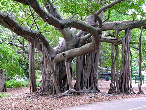 Portal Cool 20 Ficus Benghalensis Ãrbol Tropical Semillas Semillas Semillas de Ã¡rboles Samen Korn