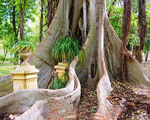 Portal Cool Higo sagrado - Ficus Religiosa - 25 semillas de Ã¡rboles