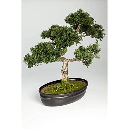 artplants.de Bonsái de Cedro Artificial en Cuenco Decorativo, 230 Ramas, 40cm - Bonsái Decorativo - Bonsai Artificial