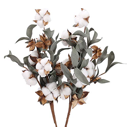 DWANCE 2 Pcs Ramo de Flores Secas de Natural Algodón con Cáscara de algodón DIY Tallos de algodón Flores Secas para Decoración del Hogar Bodas Fiestas Oficinas Restaurantes