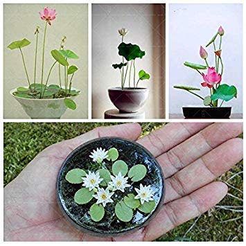 . Las Semillas de Loto: 15 Semillas de Flores Plantas Semillas Semillas para Mini macetas de jardín [Home Garden Semillas Eco Pack] Semillas de la Planta