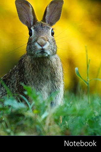 Notebook: Kaninchen, Hase, Tier, Tierwelt Notizbuch / persönliches Tagebuch / Schreibheft / Logbuch / Planer / Vokabelheft / Notizen - 6 x 9 Zoll ... Seiten mit Datumslinie, glänzendes Cover.