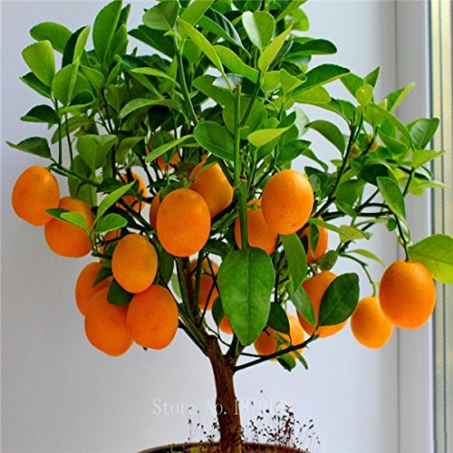 Semillas Semillas de frutos de naranja árbol enano Washington Navel cultivar en interior o al aire libre 30pcs + AA