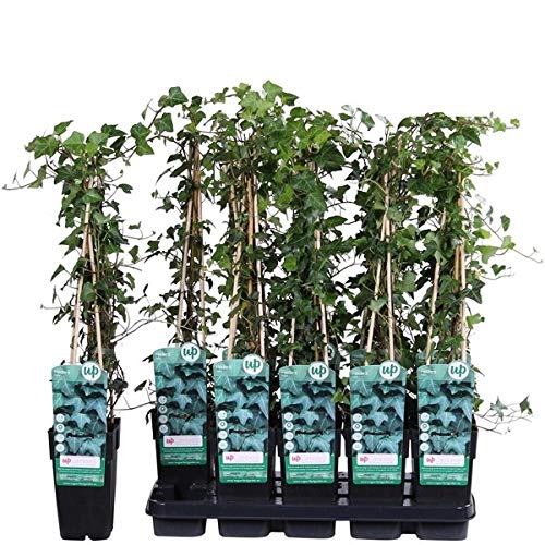 Hiedra de Exterior Planta Natural Altura 60cm Maceta 15cm Planta Trepadora Enredadera de Exterior Hedera Helix