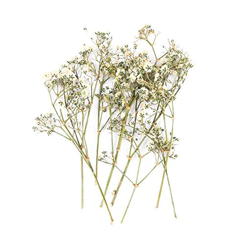 HETHYAN Flores secas-10pcs / Bag Mini Plantas secas Flor de la Lavanda for el Collar Colgante de epoxy Que Hace el Arte DIY Arte Decoración Accesorios (Color : Beige)