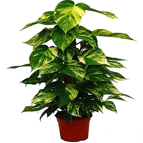 Planta de Interior Potho Epipremnum Tutor Altura 50cm Maceta 15cm Potus, Pothos o Potos