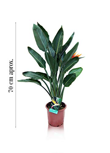 TUS PLANTAS A CASA | STRELITZIA REGINAE | AVE DEL PARAISO | MACETA C25