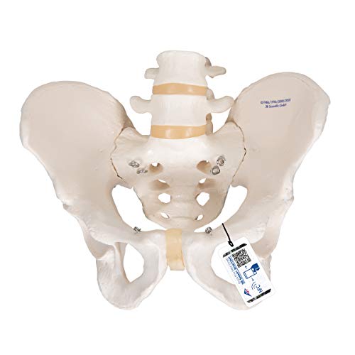 3B Scientific A60 Modelo de anatomía humana Esqueleto de la pelvis, masculino