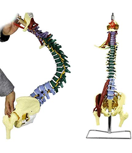 LIBAI 85 cm Columna Vertebral Humano con Modelo pélvico Anatomía anatómica Humana Anatomía anatómica Modelo médico Columna espinal Modelo + Stand Fexible