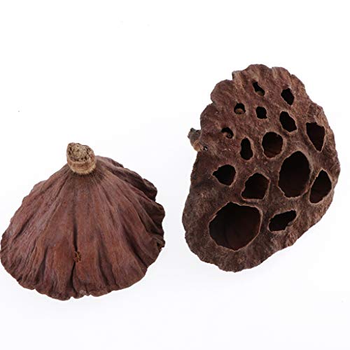 dailymall 60pcs Lotus Pod Seco Natural,Tallos de Plantas Secas, Vaina de Loto Natural para Adornos Navideños 3-12cm