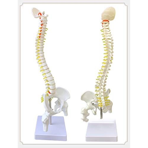 ZJIAN Columna Vertebral didáctica Flexible de tamaño Real 1:1 con Pelvis Modelo médico,Ayuda de formación educativa Esqueleto Humano Educativo tamaño Real