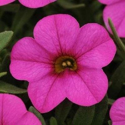 25 sedimentaron las semillas calibrachoa Kabloom de color rosa oscuro"nuevo tipo"