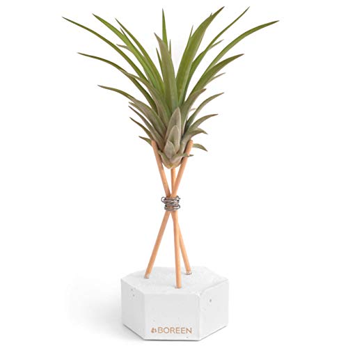 BOREEN - Plantas de Aire Tillandsia Vel con Soporte de Escritorio Decorativo (Hex. Cemento Blanco con Varillas de Madera)