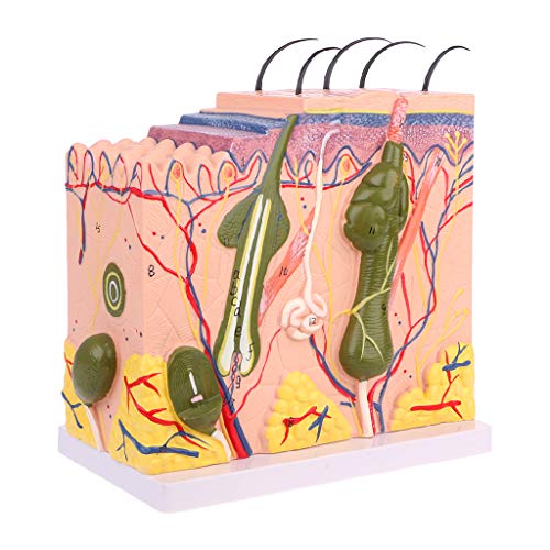 Modelo de piel humana KJK, herramienta de enseñanza de anatomía plástica