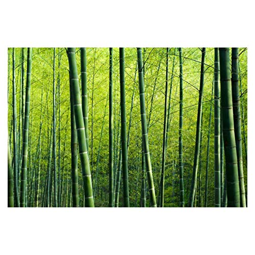 Bilderwelten Fotomural - Bamboo Forest - Mural apaisado papel pintado fotomurales murales pared papel para pared foto 3D mural pared barato decorativo, Dimensión Alto x Ancho: 225cm x 336cm