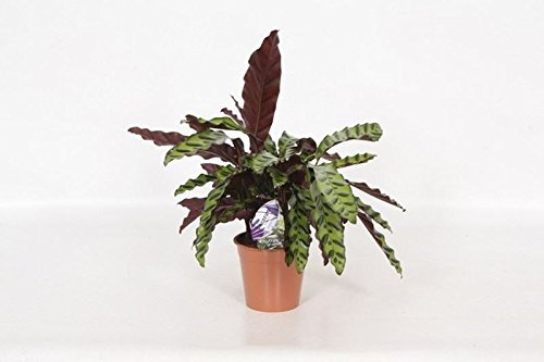 Calathea lancifolia - Planta de cascabel en una maceta de 17 cm