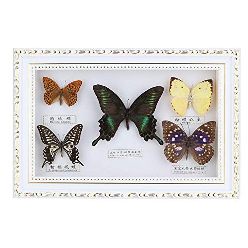 Exquisito Mariposas Insecto Muestras Artesanía Real Enmarcado Regalo de Cumpleaños Decoración para El Hogar Adorno(Marco Blanco)