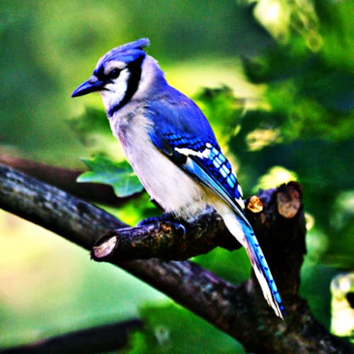 Blue Jays - Bird Sounds