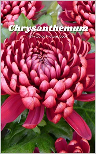 Chrysanthemum Full-Color Picture Book: Flower Picture Book for Children, Seniors and Alzheimer’s Patients -Flowers Nature Gardening (English Edition)