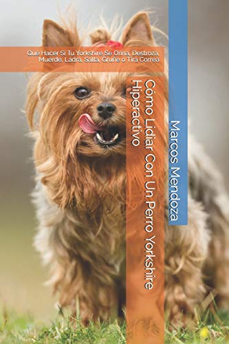 Cómo Lidiar Con Un Perro Yorkshire Hiperactivo: Qué Hacer Si Tu Yorkshire Se Orina, Destroza, Muerde, Ladra, Salta, Gruñe o Tira Correa